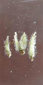  Phyllaries of Male capitulum